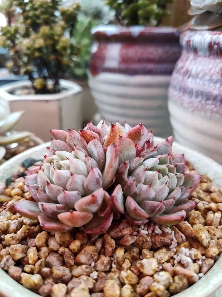 疫情期间在家欣赏多肉,疫情期间被多肉治愈