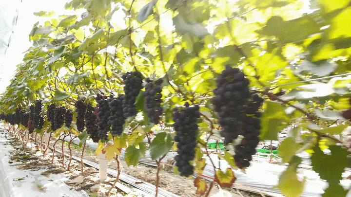 楂樻牎瀛︾敓鐪间腑鐨勫叡闈掑洟,楂樻牎鐢熺溂涓殑鏃朵唬鍙樿縼