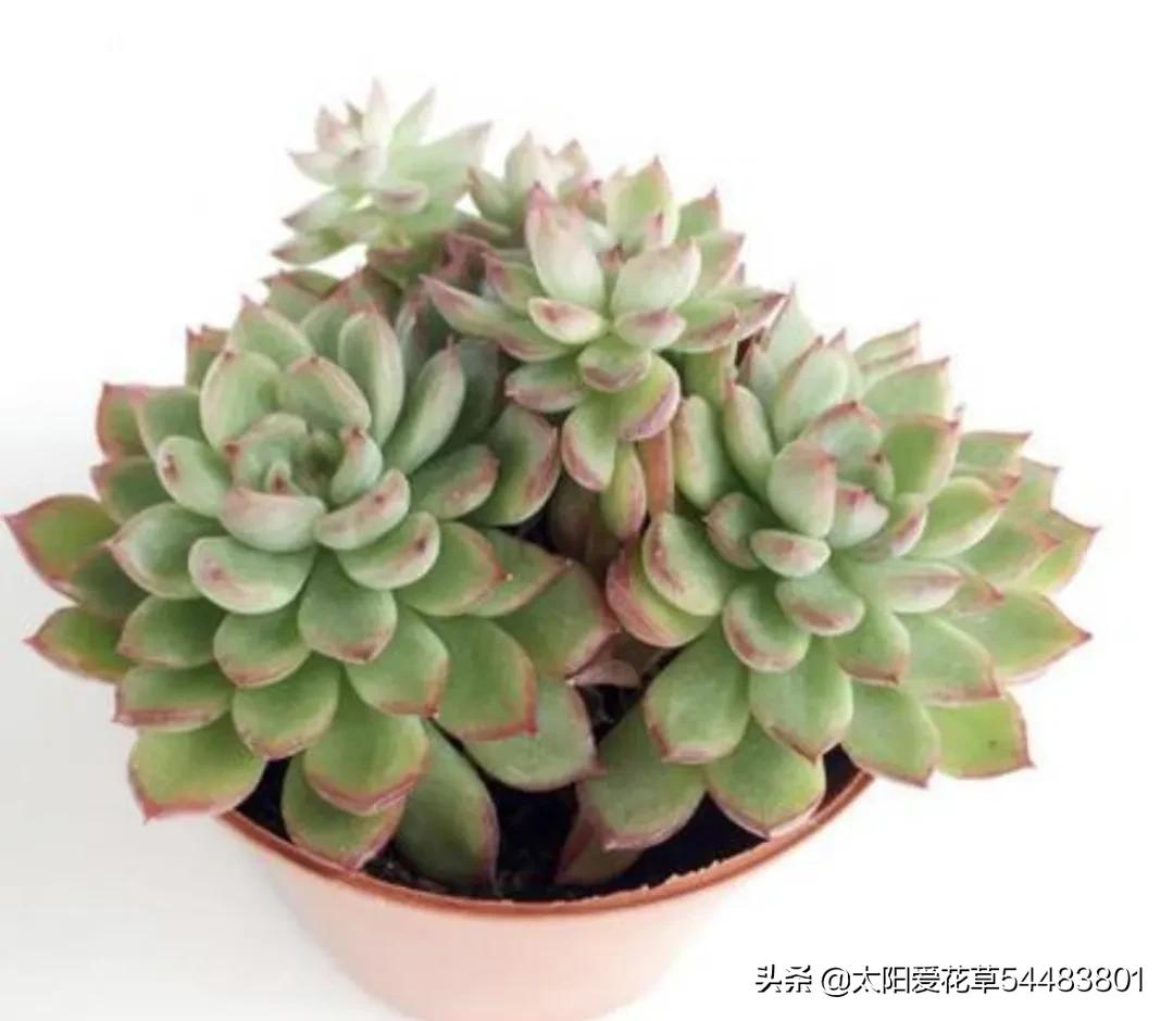 哪些多肉夏季怕太阳晒,冬季多肉植物徒长了怎么办