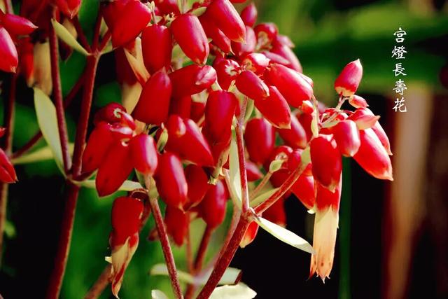 宫灯长寿花重瓣,小宫灯长寿花精品