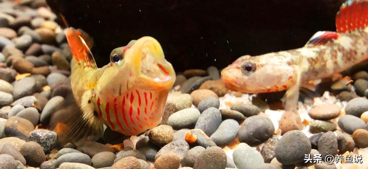 虾虎鱼怎么养视频教程,新手养什么虾虎鱼比较好