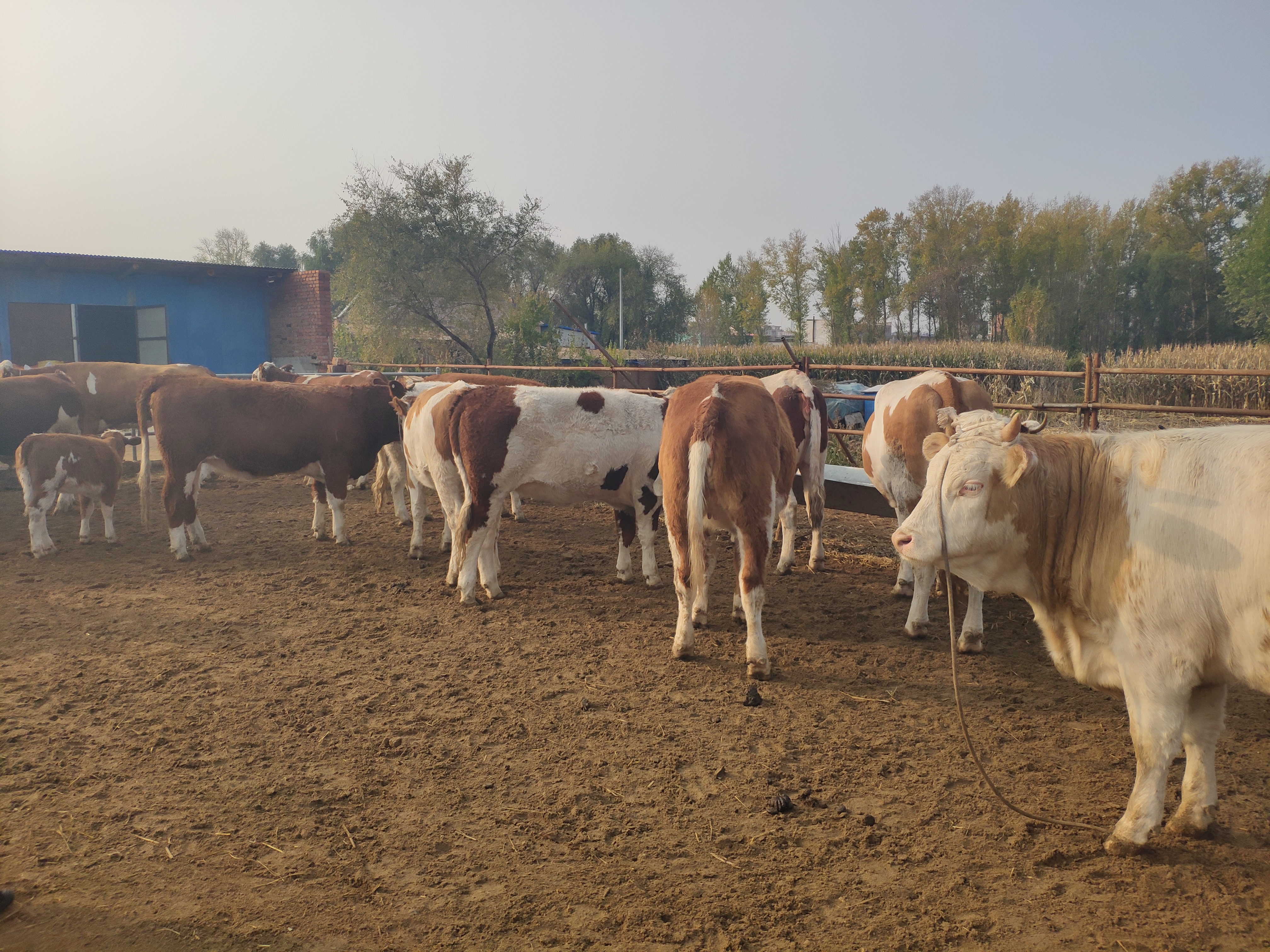 养牛到底能不能养活,养牛的利润与成本真实比较