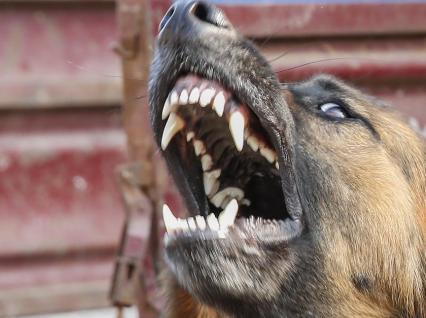 狗狗警惕性高不让碰有什么办法,不能碰狗狗怎么办