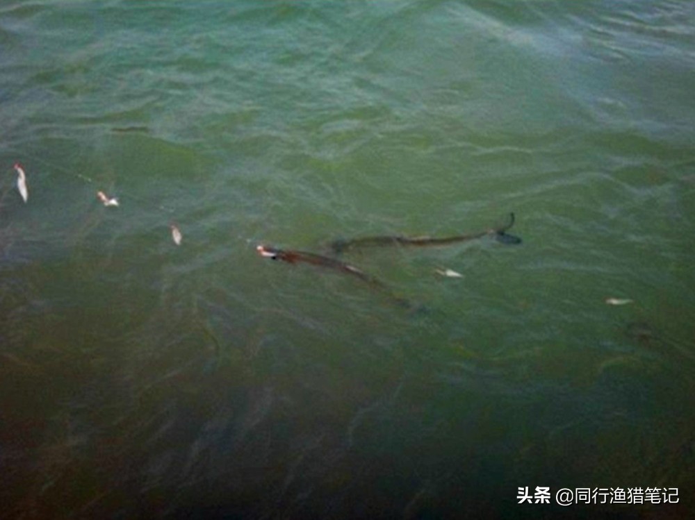 路亚串钩野钓的正确方法,路亚串钩钓浮的正确方法