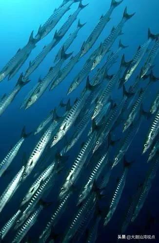 作为潮汕人，这89种海鲜你都能对上号吗