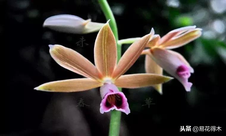 鹤顶兰讲解,鹤顶兰用什么土栽培最好