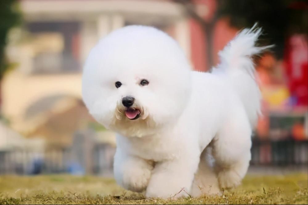 新手养狗宠主品种推荐,养狗推荐高颜值品种