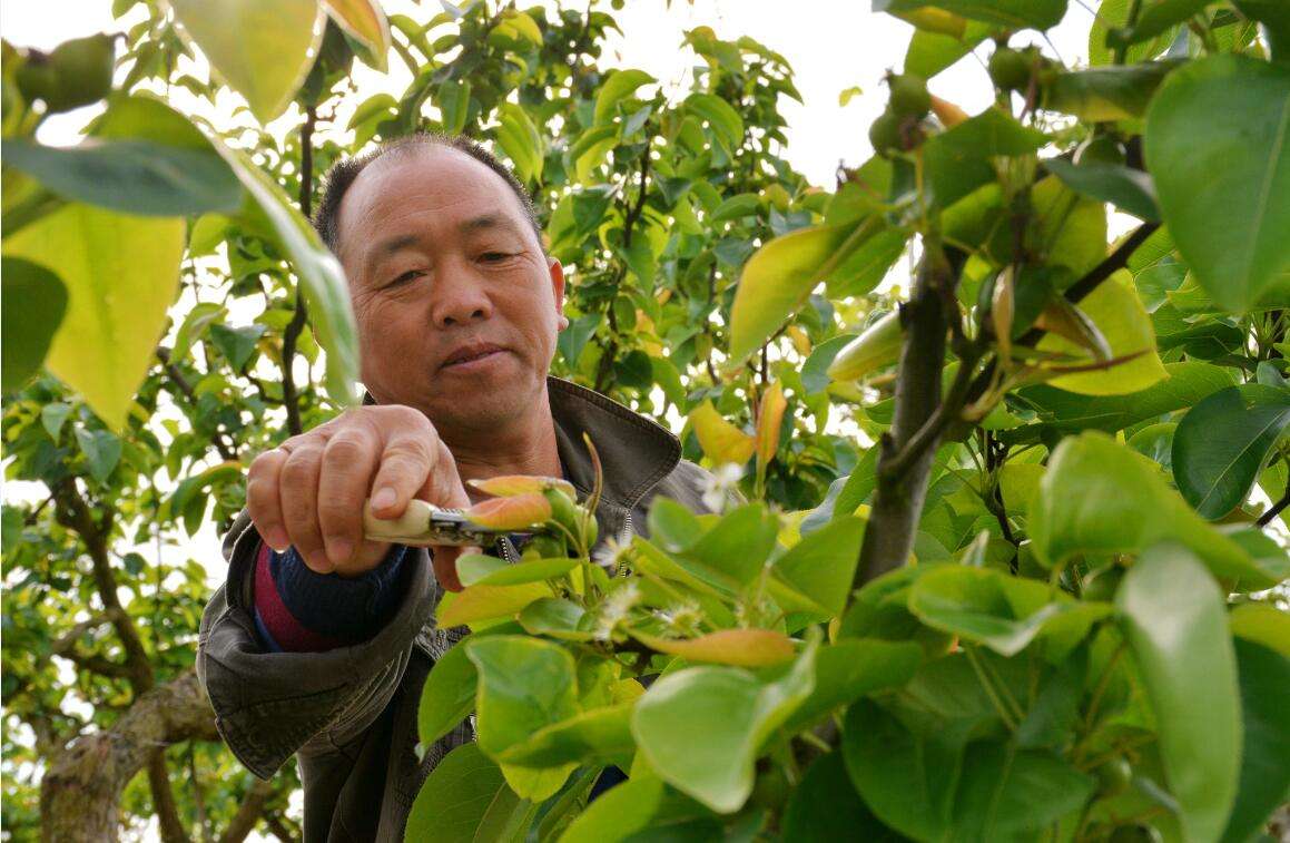 “拍打”缓解疼痛？栖霞果农险丢命！