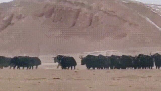 阿努纳奇创造人类7次文明,阿努纳奇人类起源