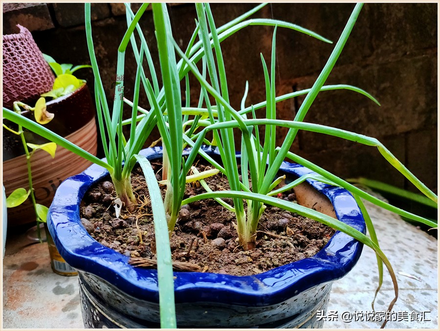 才买回的新鲜萝卜和白菜怎么保鲜,买菜萝卜要怎么保存