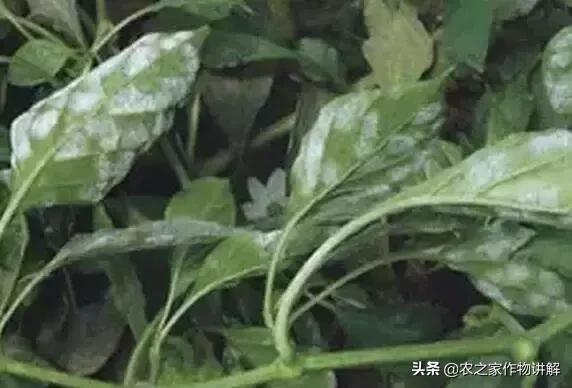 杩欑瘒鏂囩珷鎶婂厷鍙茶閫忎簡,杩欑瘒鏂囩珷澶不鎰堜簡鑻辨枃