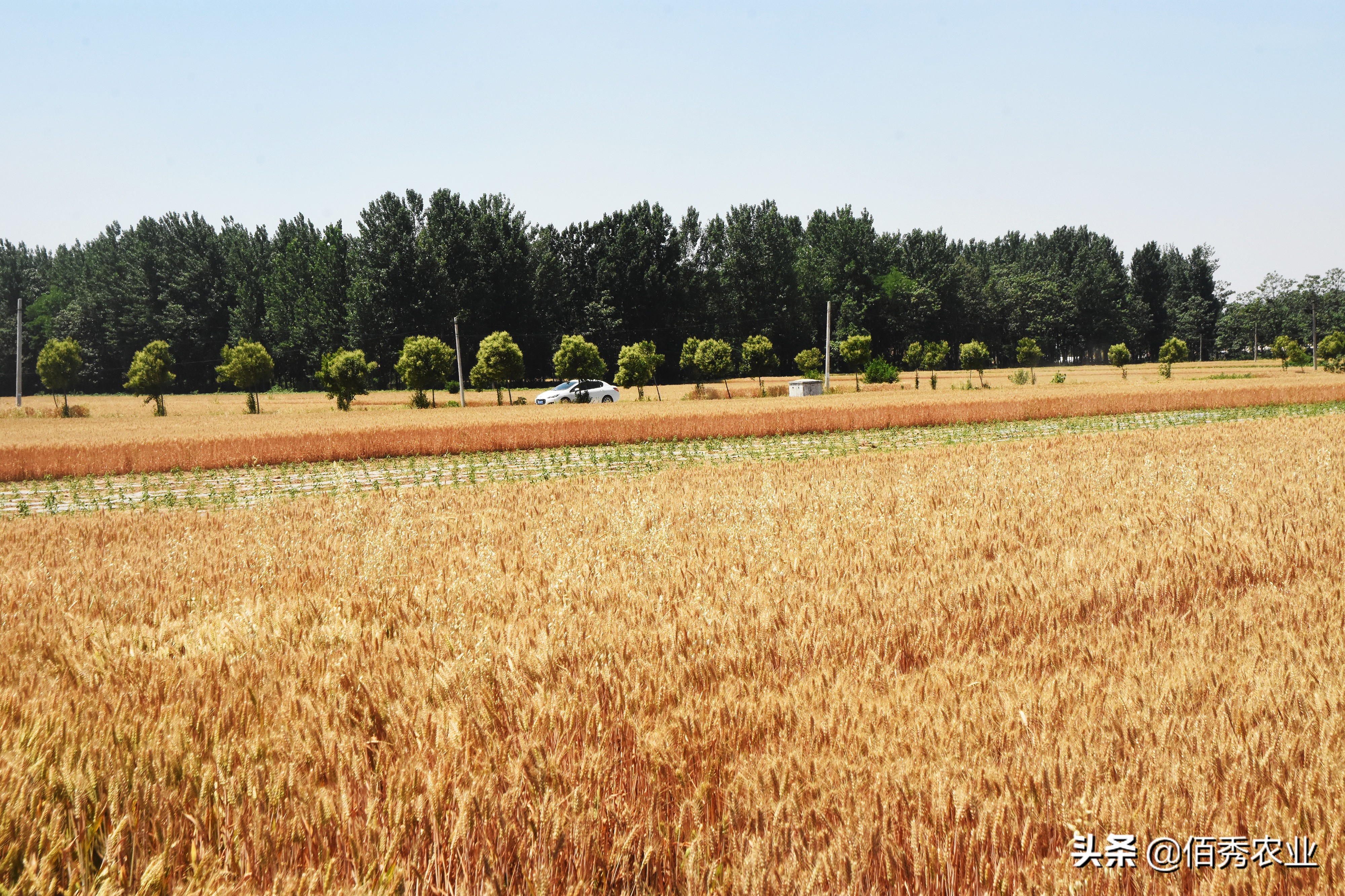 小麦田间杂草如何防治,小麦常见病防治方案
