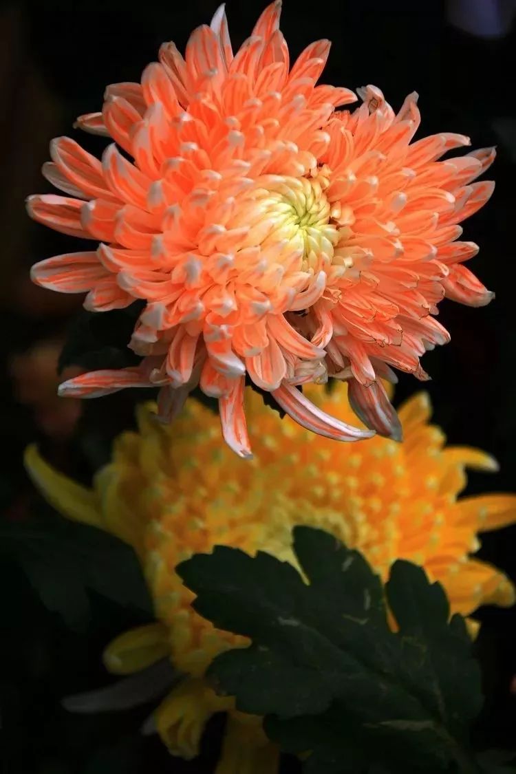 花中四君子菊花国画用笔,花中四君子菊花高清图片