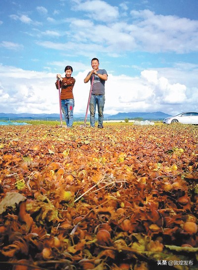 既让荒山披绿装，又让农户增收入，长兴村——一颗小榛子两种好滋味（在希望的田野上③）