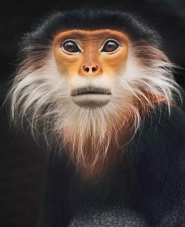 越南森林灭绝野生动物,越南森林生存环境恶劣