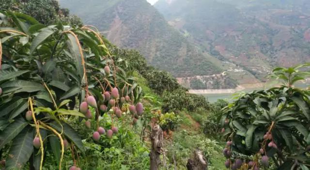 攀枝花芒果三月有得吃吗,攀枝花贵妃芒芒果好吃吗