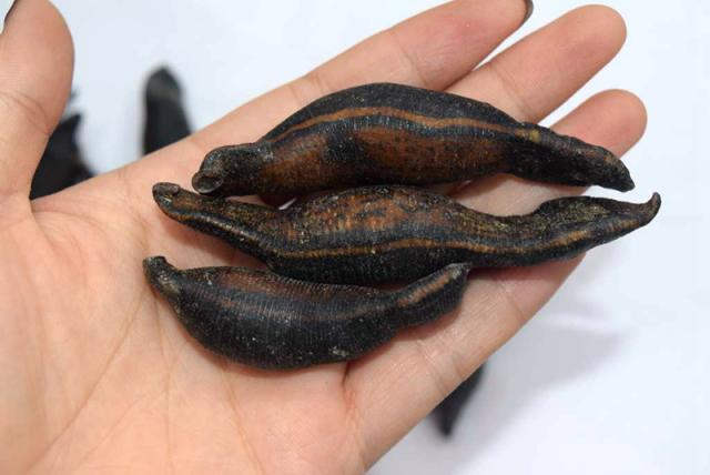 农村有什么常见的动物还能养,农村常见还能养的动物