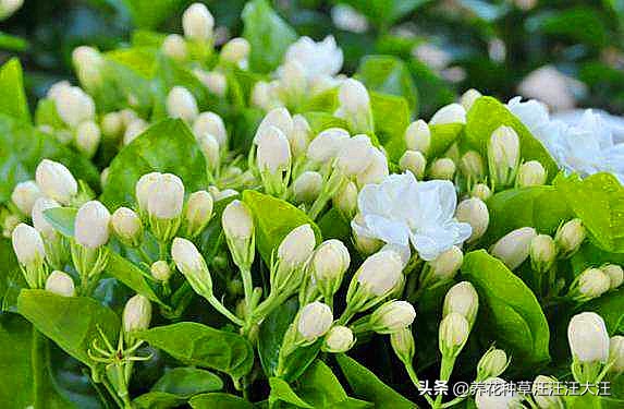 刚买来的茉莉上盆后掉叶咋办,茉莉移盆后叶发黄掉花蕾