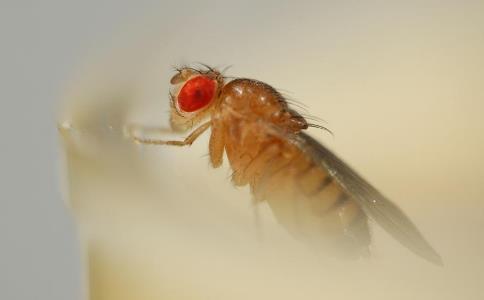 灭绝人性的三种动物实验,10种不怕死的动物