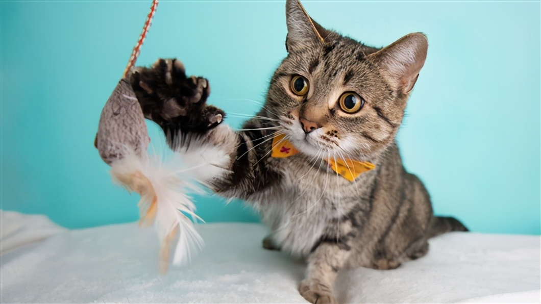 家猫是肉食性动物,家猫是食肉动物