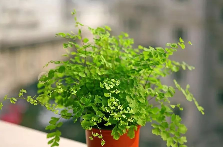 能吸甲醛的植物花卉,吸甲醛的十大植物有哪些