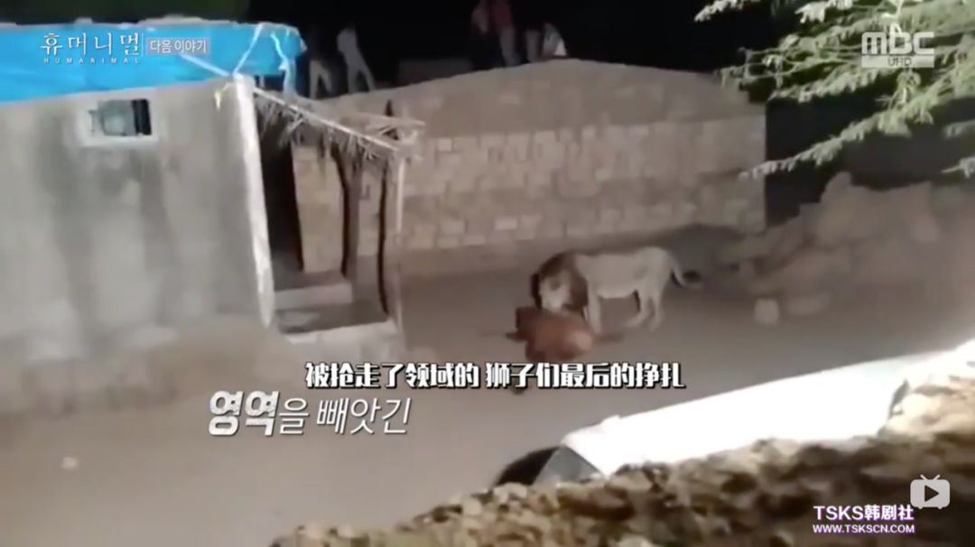 韩国寄生虫深度解析,寄生虫韩国结局