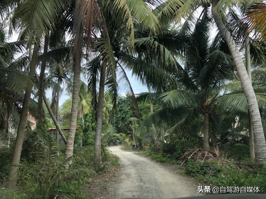 东郊椰林青椰,海南省东郊椰林树影