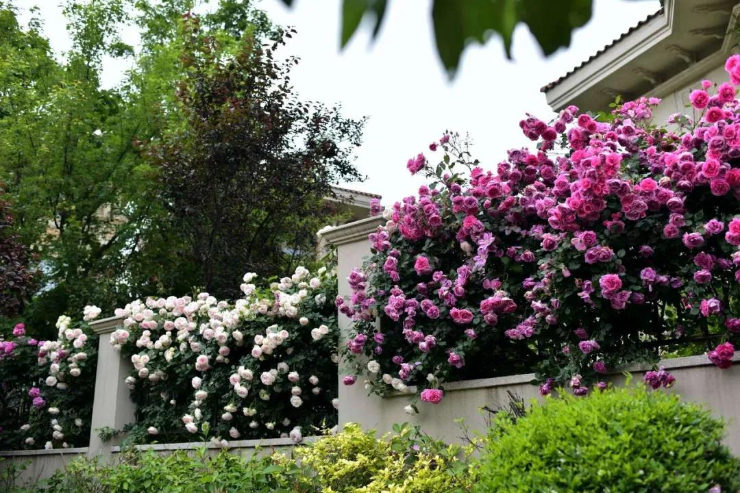 北方一年四季都开花的花园,东北花园四季开花植物
