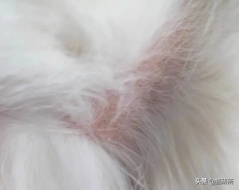 猫咪项圈对人有没有危害,猫咪项圈对猫咪有危害吗