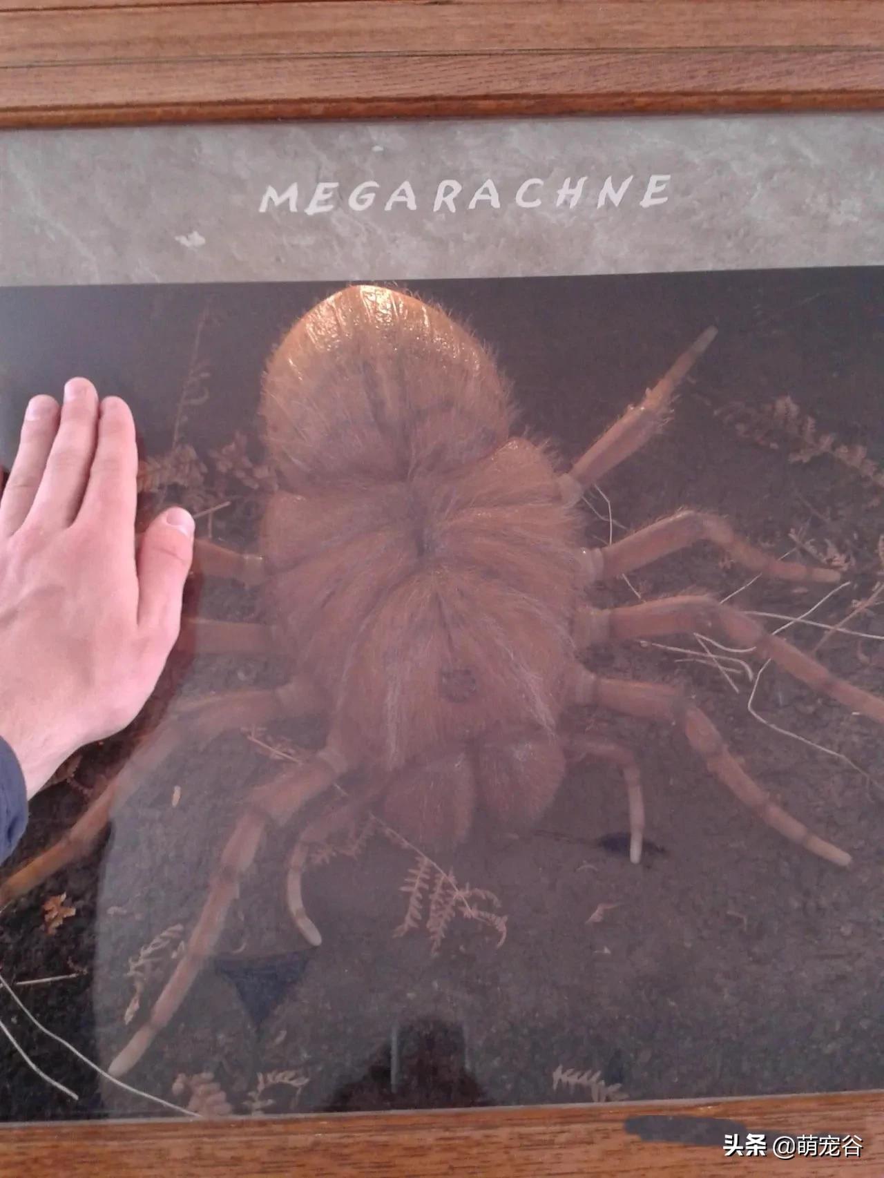 巨型蜈蚣长三米,世界上最长的3米巨型蜈蚣