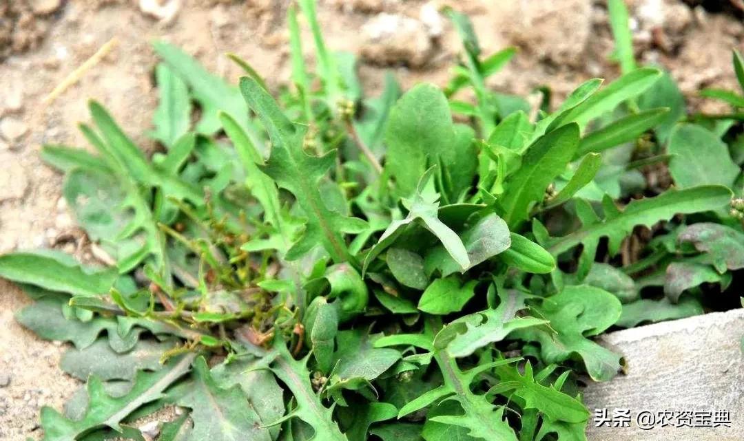 目前最全的除草剂讲解实用收藏版,目前最全的除草剂讲解赶紧收藏吧