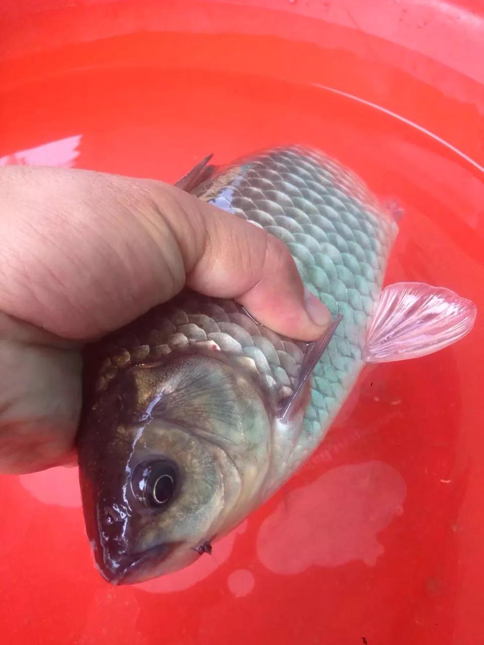 漂相没动作提竿有鱼怎么回事,有漂相打不中鱼什么原因