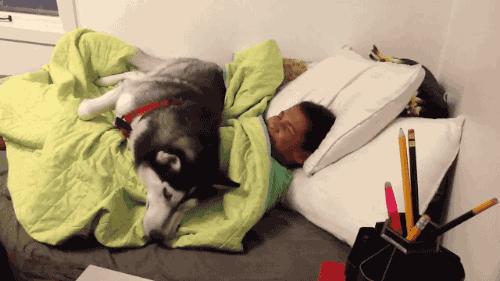 狗狗爱乱跑爱黏人怎么办,狗狗太粘人了怎么办一离开就叫