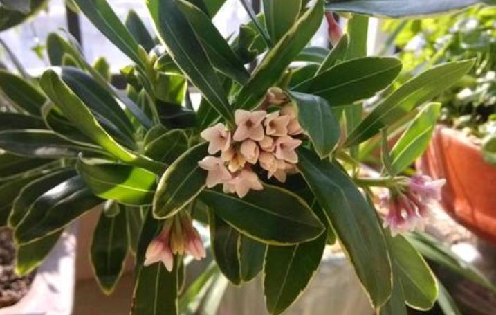 金边瑞香盆栽怎么养才能开花,金边瑞香花怎么养开花最棒