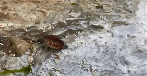 野生中华草龟捡到判几年,2只被放生中华草龟被救