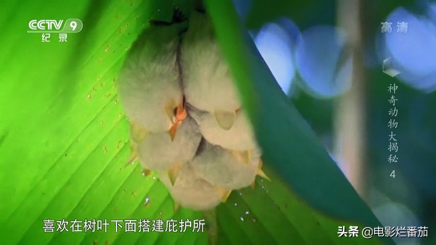 蝙蝠为什么是背锅侠,蝙蝠真实纪录片
