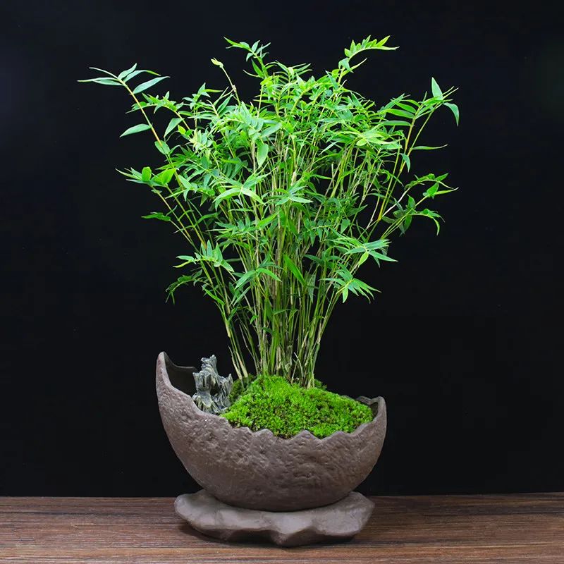 家中养竹子有什么讲究,竹子代表什么含义节节高升