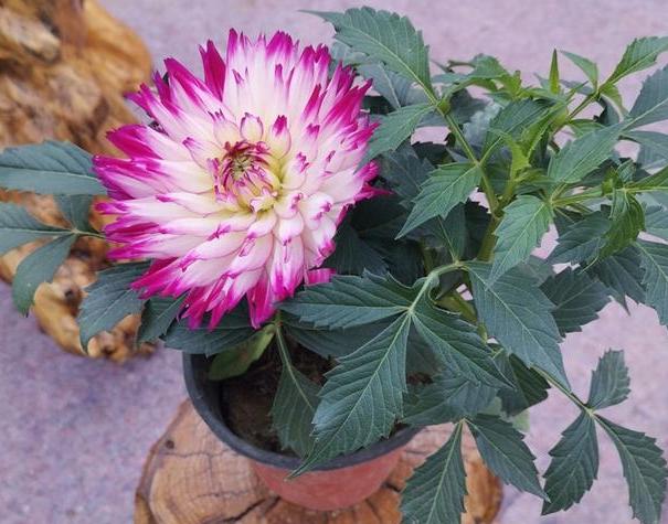 大丽花叶子发黄怎么急救,大丽花地栽以后黄叶