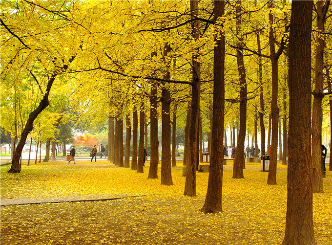 成都旅游住哪里最好玩,成都旅游住哪最方便