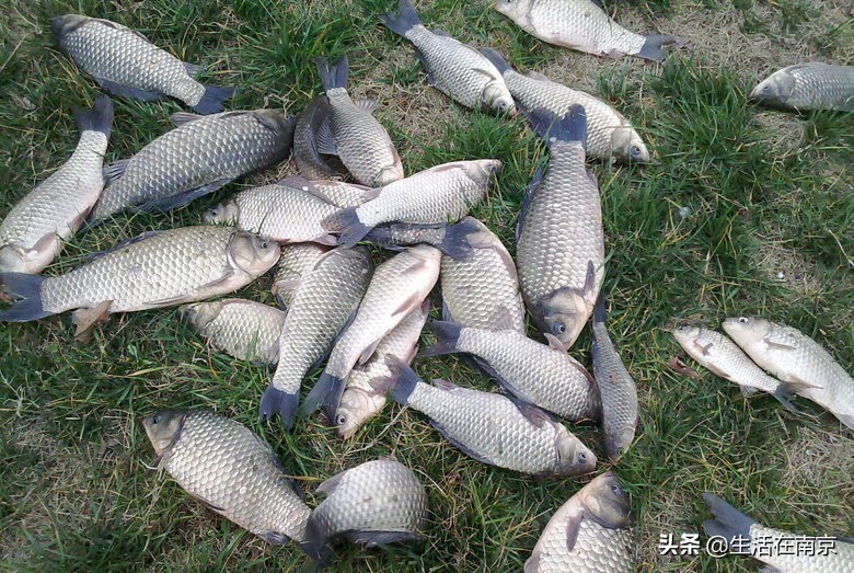 南京春天各区47个日钓百斤鱼塘汇总，20位资深钓鱼人分批亲测