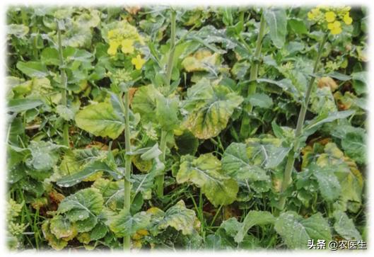 农业种植追肥是值得收藏的顺口溜,钾肥高产有什么作用