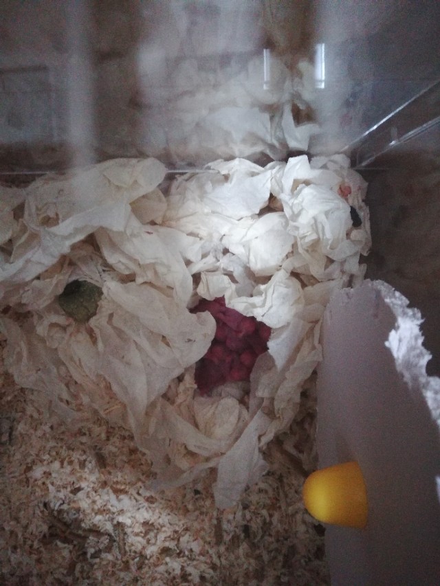 养金丝熊卫生吗,养宠物金丝熊