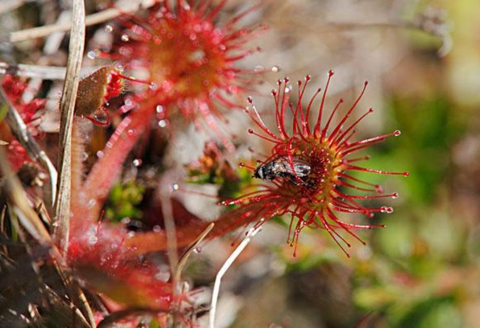 30分钟内“吃”多种虫!重庆第1次发现圆叶茅膏菜,这是什么植物