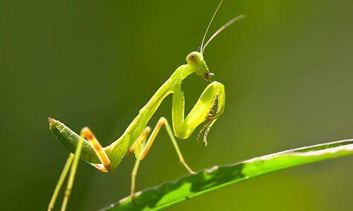 公螳螂会不会被母螳螂吃掉,公螳螂被母螳螂吃掉为什么不反抗