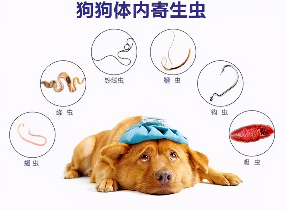 给狗狗驱虫最有效的方法,还在为宠物褪毛烦恼吗