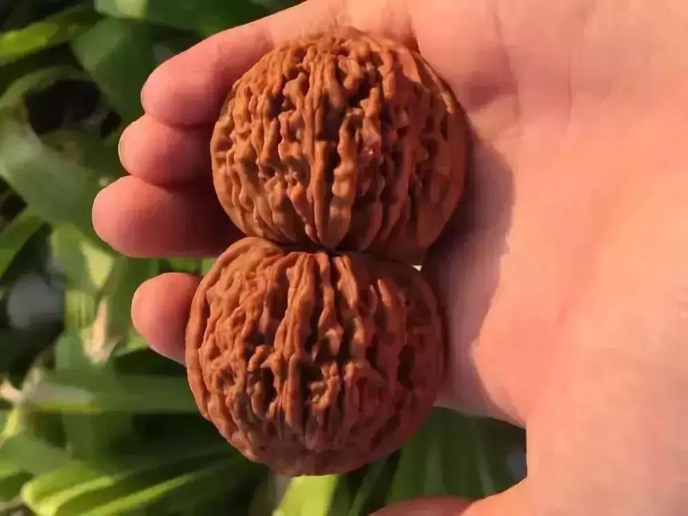 文玩核桃背后的猫腻,文玩核桃到底该怎么玩