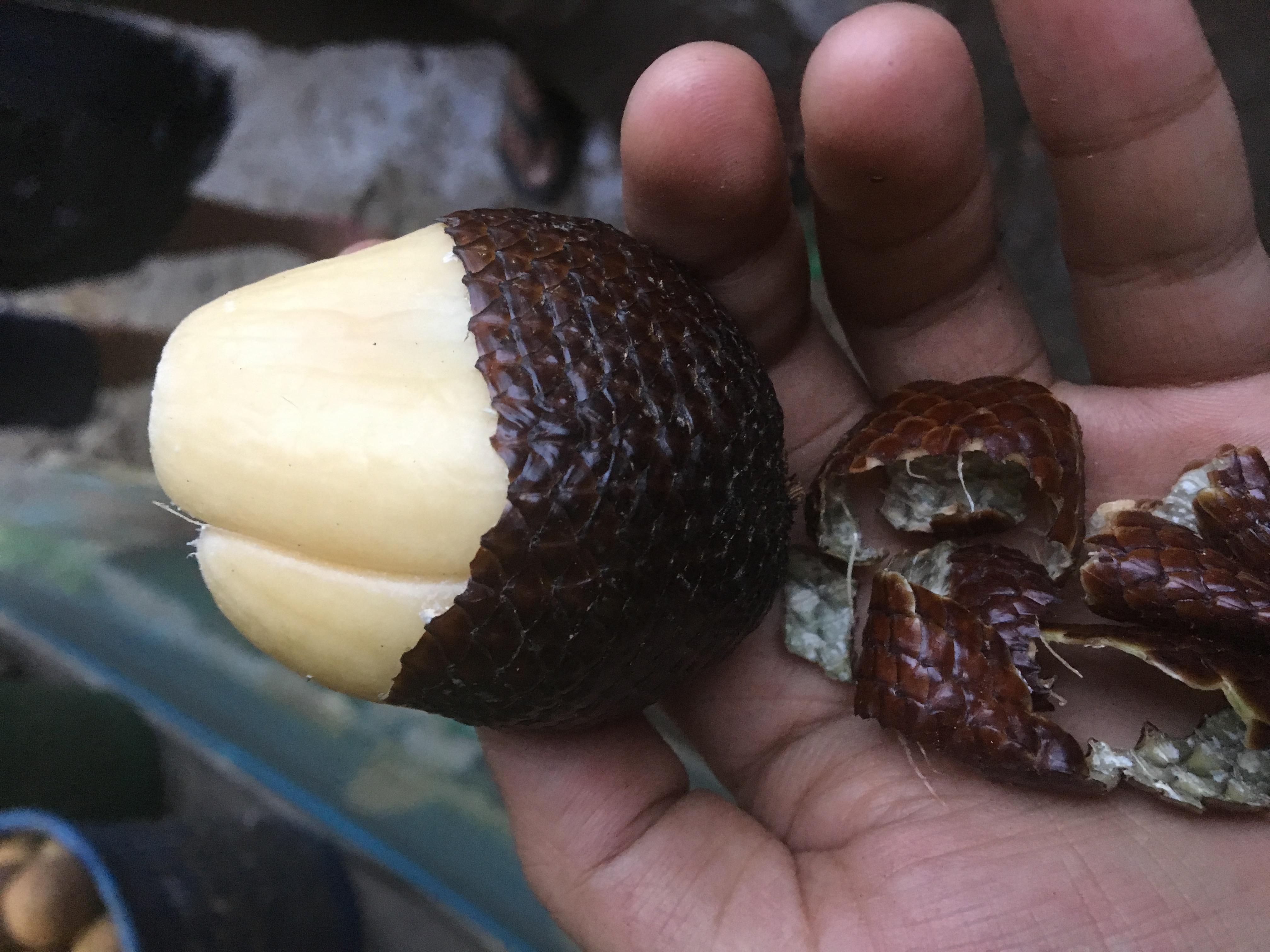 印度尼西亚吃喝玩乐,印度尼西亚旅游吃饭好不好吃