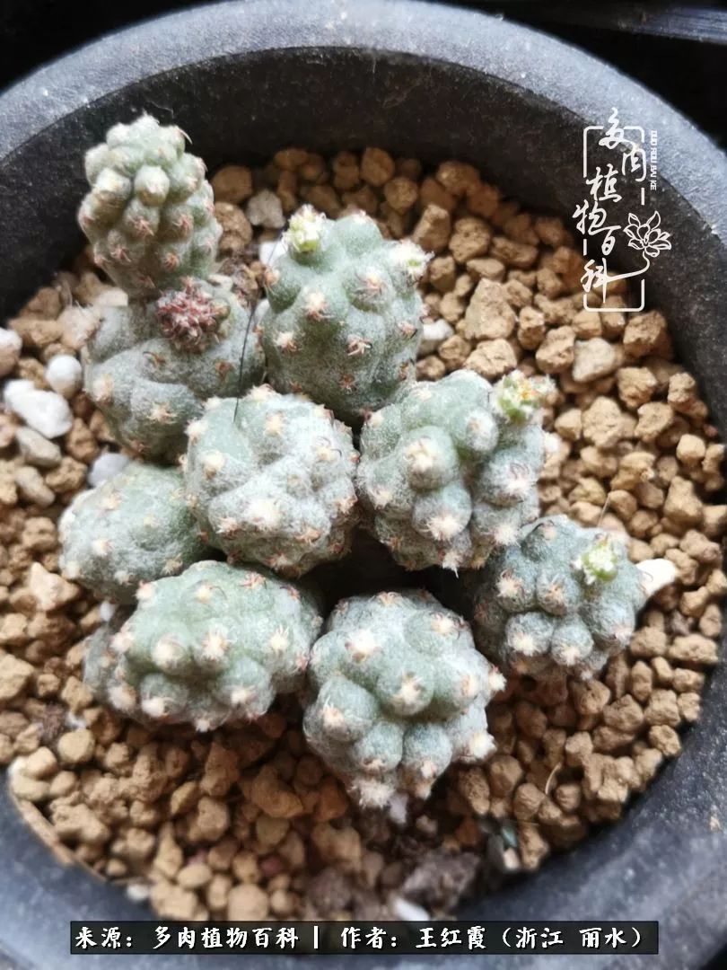 仙人球露养条件,仙人球的露养方法