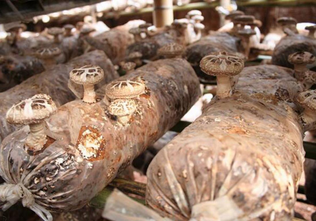 种植香菇怎样能快速发芽,香菇发菌期出现白毛菌怎么办