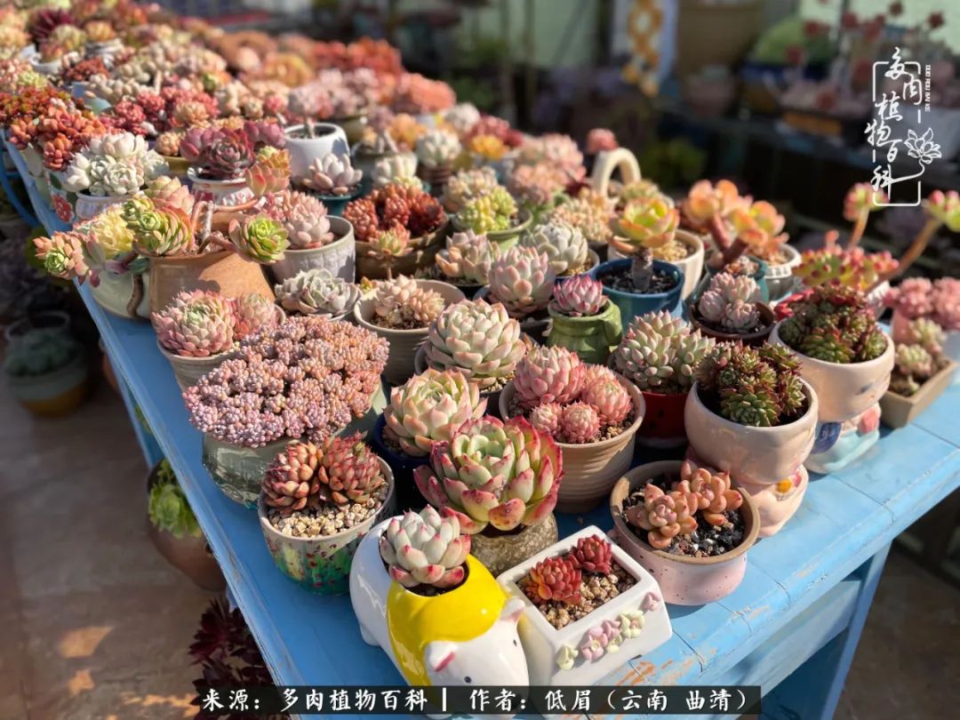 怎么在多肉植物百科投稿,怎样向多肉植物百科投稿